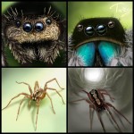 Spider collection 1