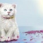 White innocent kitty