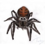 spider character illustration 1